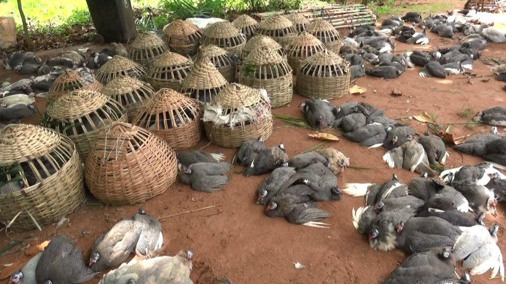 whatsapp image 2025 10 29 at 18.26.47