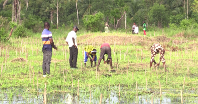 ‎42è Journée nationale de l’arbre : Amnesty International et la mairie de Grand-Popo plantent au CEG d’Adjaha