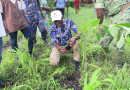 Journée nationale de l'arbre, la 42 édition à Athiémè : le maire François Cossy Assou et ses pairs plantent